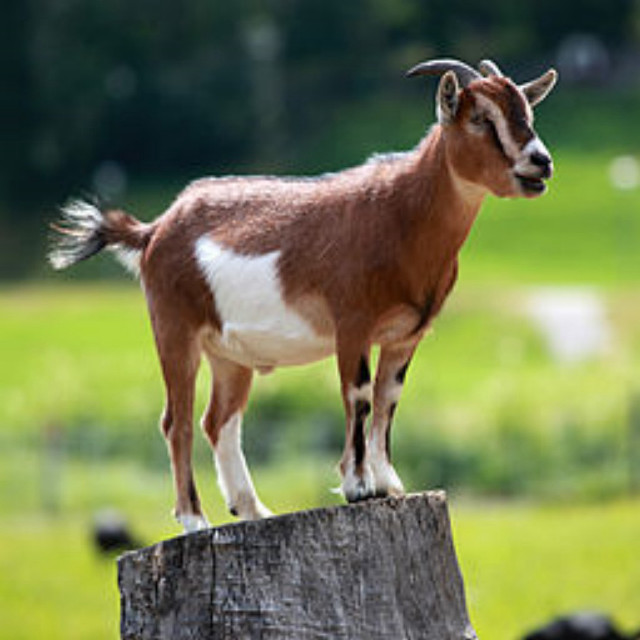 Goat standing wooden post field free wallpaper for tablet - medium preview image