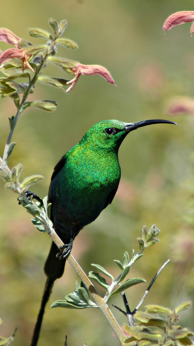 Green bird branch pink flowers free wallpaper for mobile - medium preview image