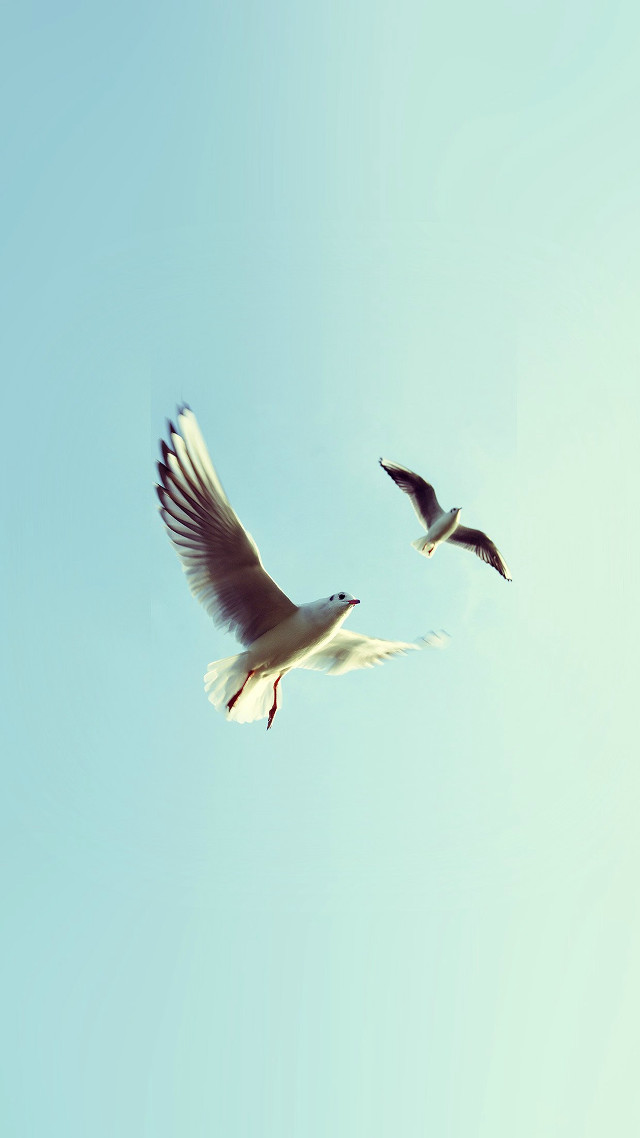 Two birds flying blue sky #2 free wallpaper for mobile - medium preview image