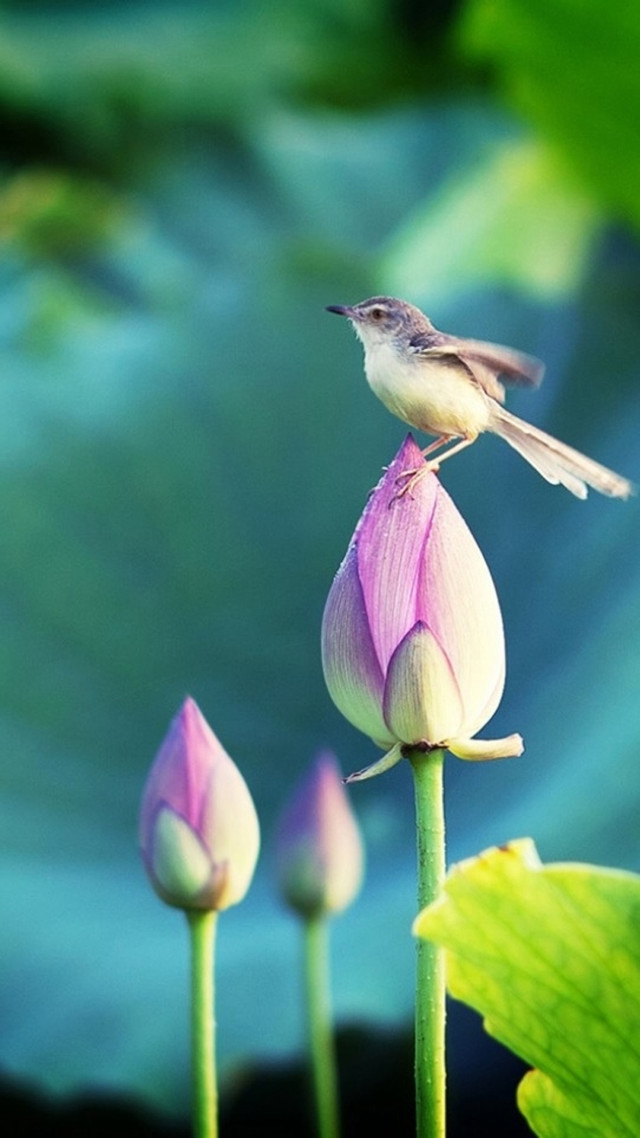 Bird flower green plant water free wallpaper for mobile - medium preview image