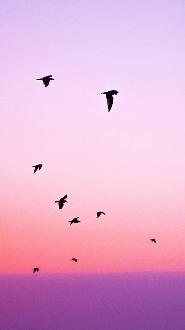 Flock birds flying sky sunset free wallpaper for mobile - medium preview image