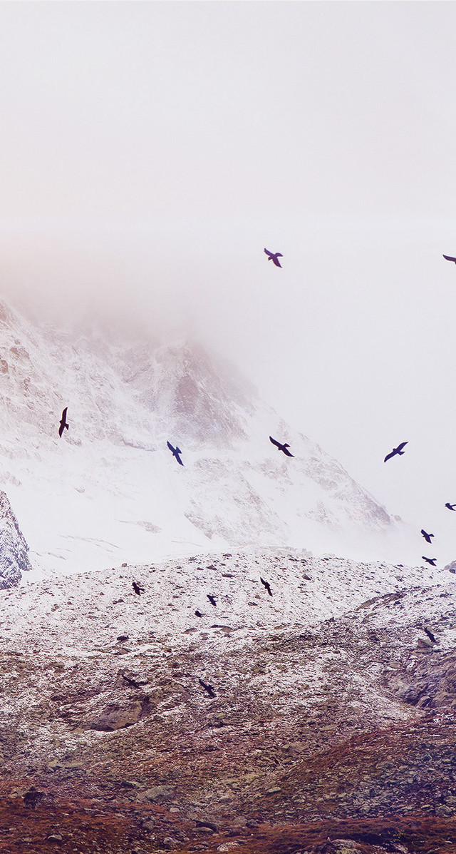 Flock birds flying snow covered free wallpaper for mobile - medium preview image