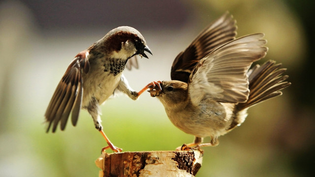 Birds fighting wood beaks open free wallpaper for desktop - medium preview image