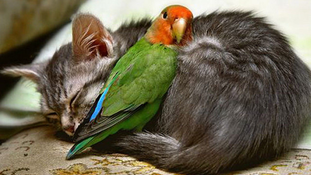 Cat sleeping bird pillow chair free wallpaper for desktop - medium preview image