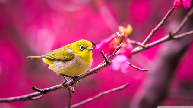 Small yellow bird branch pink free wallpaper for desktop - medium preview image