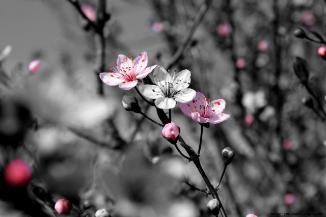 Black and white pink flowers free wallpaper for desktop - medium preview image