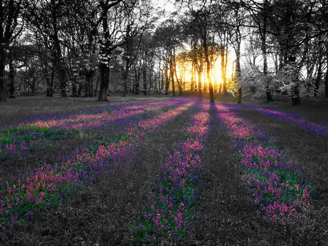 Purple flowers trees sunset sunlight free wallpaper for desktop - medium preview image