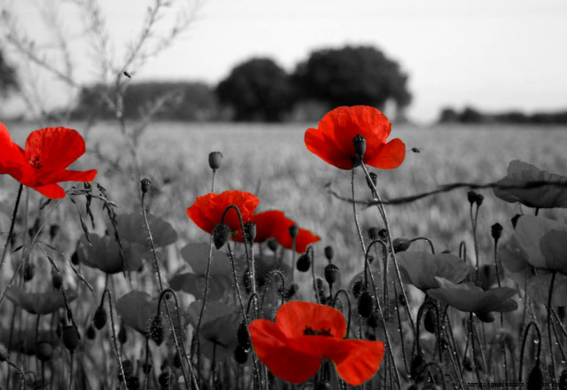 Red butterfly blood tree umbrella free wallpaper for desktop - medium preview image
