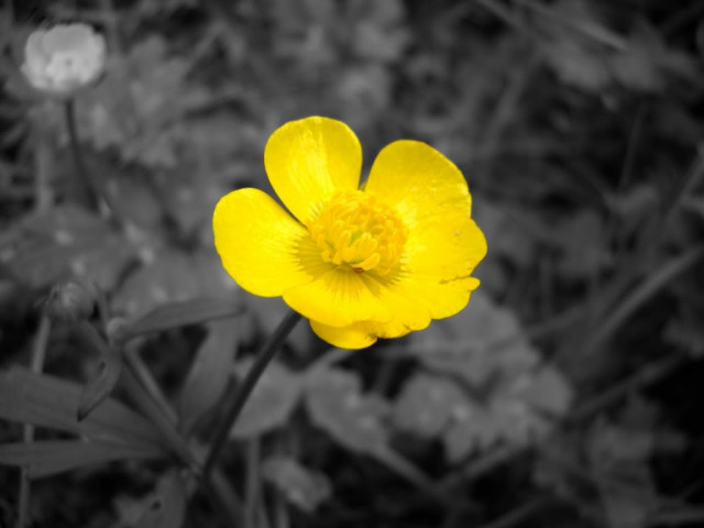 Yellow flower field black and free wallpaper for desktop - medium preview image