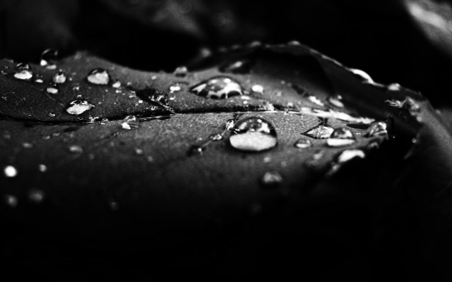 Black white leaf water drops free wallpaper for desktop - medium preview image