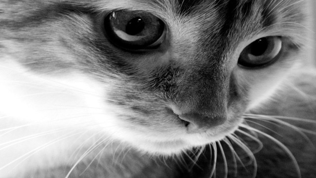 Cat black white serious face free wallpaper for desktop - medium preview image