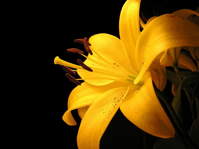 Yellow flower closeup black background #3 free wallpaper for desktop - medium preview image
