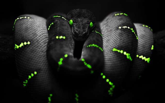 Black green glowing cobra snake free wallpaper for desktop - medium preview image