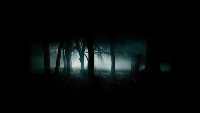 Dark forest fog trees night free wallpaper for desktop - medium preview image