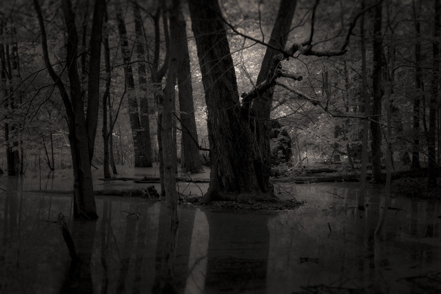Flooded trees bench dark sky free wallpaper for desktop - medium preview image