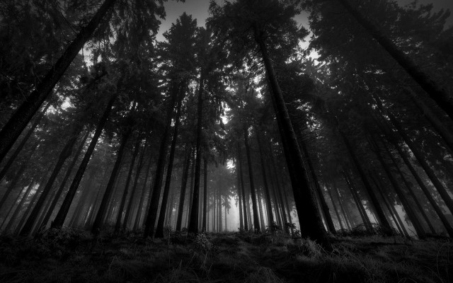 Black white forest tall trees #3 free wallpaper for desktop - medium preview image