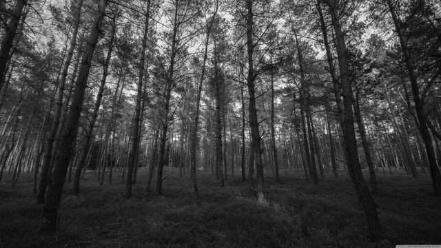 Black white forest tall trees #6 free wallpaper for desktop - medium preview image