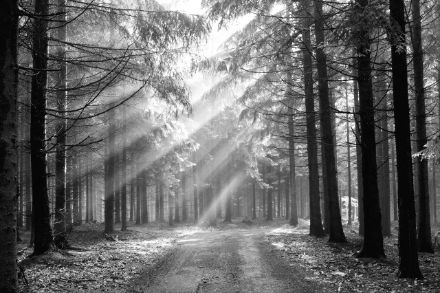 Black white forest sunbeams godrays free wallpaper for desktop - medium preview image