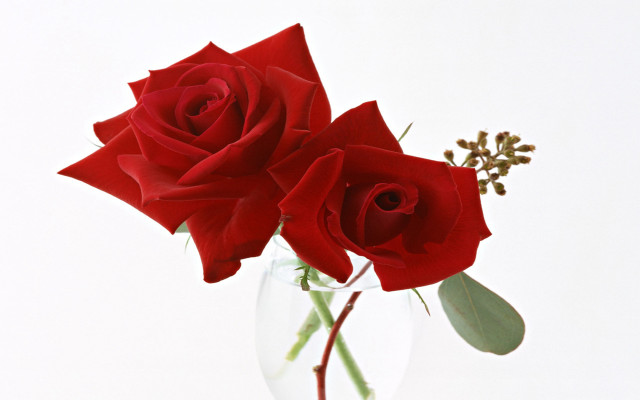 Two red roses clear vase free wallpaper for desktop - medium preview image
