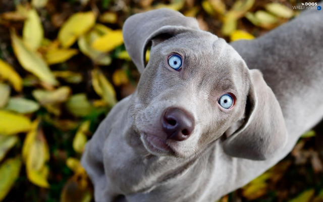 Gray dog blue eyes leafy #3 free wallpaper for desktop - medium preview image