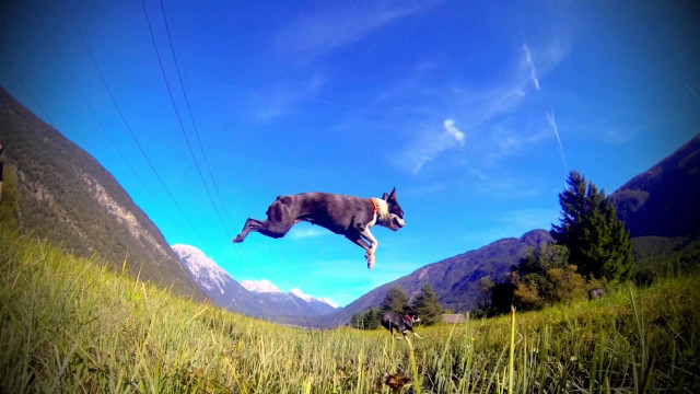 Dog jumping frisbee air grass free wallpaper for desktop - medium preview image