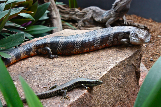 Lizard laying rock garden plants free wallpaper for desktop - medium preview image