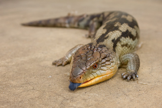 Lizard blue tail ground mouth free wallpaper for desktop - medium preview image