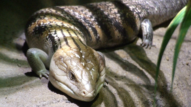 Large lizard laying rock sun free wallpaper for desktop - medium preview image