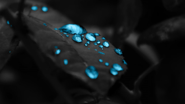 Leaf blue drops water surface #3 free wallpaper for desktop - medium preview image