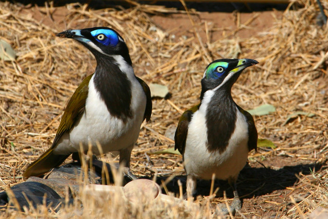 Two birds dry grass straw free wallpaper for desktop - medium preview image
