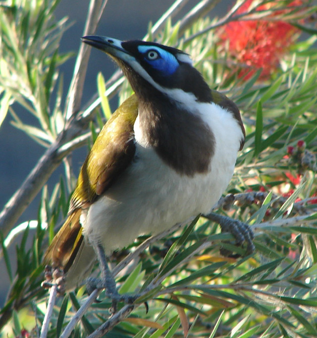 Blue white beak bird branch free wallpaper for tablet - medium preview image