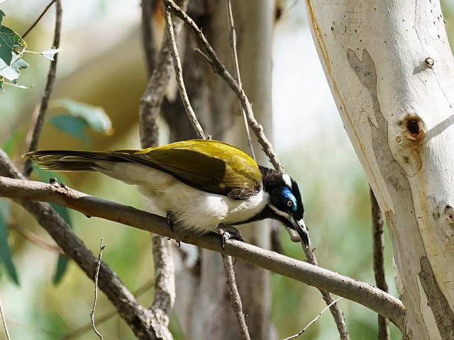 Bird perched branch tree forest free wallpaper for desktop - medium preview image