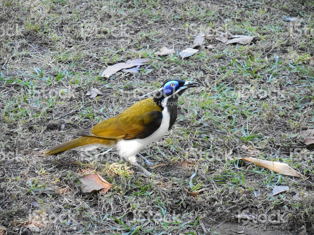 Blue bird yellow wings grass free wallpaper for desktop - medium preview image