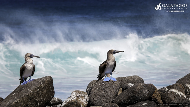 Two birds rock ocean wave free wallpaper for desktop - medium preview image