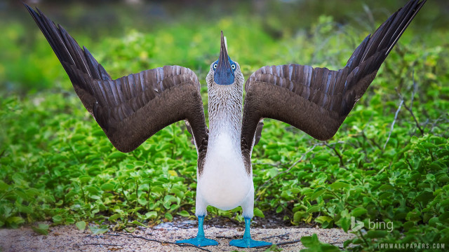 Bird wings spread grass bushes free wallpaper for desktop - medium preview image