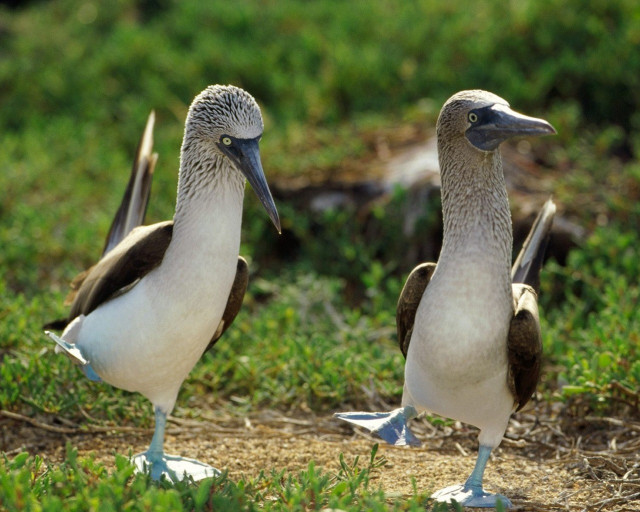 Two birds standing grass park free wallpaper for desktop - medium preview image