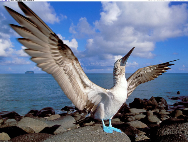 Bird wings rock ocean blue free wallpaper for desktop - medium preview image