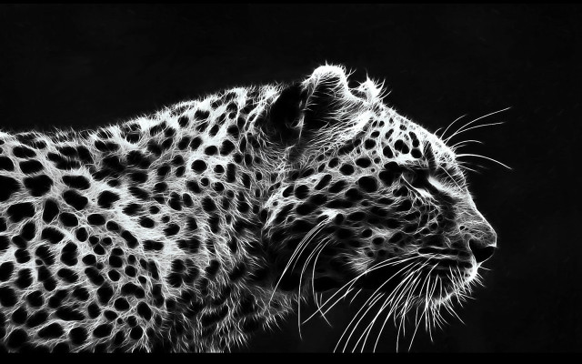 Leopard black white face neck free wallpaper for desktop - medium preview image