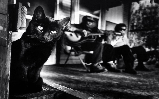 Black cat porch guitar man free wallpaper for desktop - medium preview image