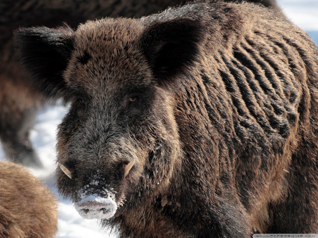 Bear walking snow mouth open free wallpaper for desktop - medium preview image