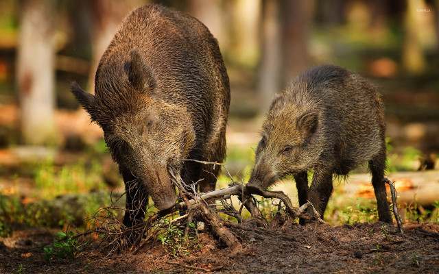 Wild boars eating grass woods free wallpaper for desktop - medium preview image