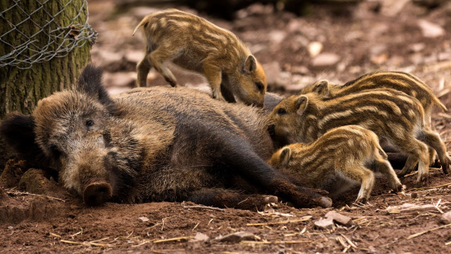 Wild boars huddled dirt tree free wallpaper for desktop - medium preview image