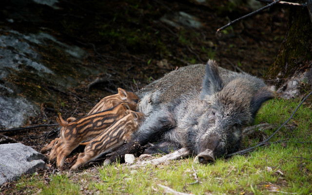 Wild boar dead bird tree free wallpaper for desktop - medium preview image
