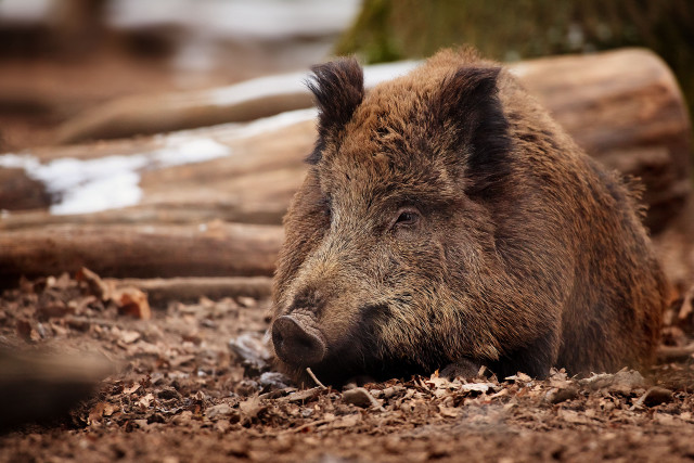 Small brown boar forest floor free wallpaper for desktop - medium preview image
