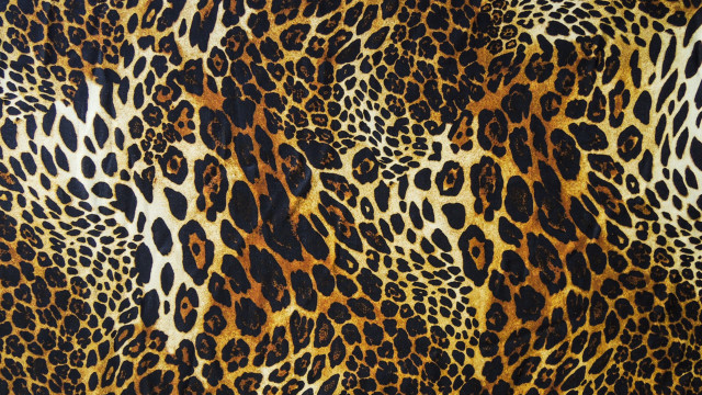 Leopard print pattern image showing free wallpaper for desktop - medium preview image
