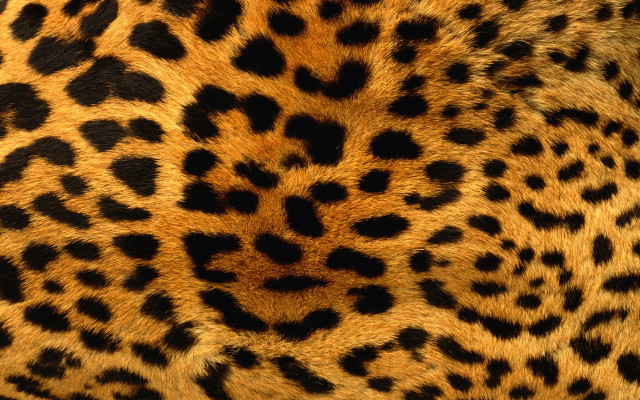 Cheetah leopard pattern airbrush furry free wallpaper for desktop - medium preview image
