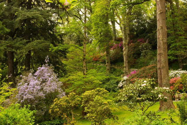 Lush green forest trees flowers free wallpaper for desktop - medium preview image