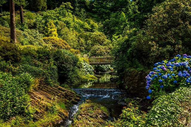 Lush green forest stream bridge free wallpaper for desktop - medium preview image
