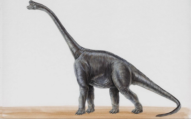 Dinosaur wooden floor white background free wallpaper for desktop - medium preview image