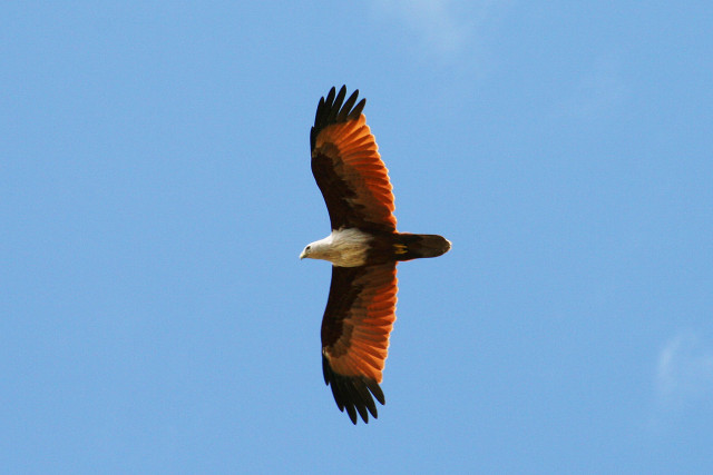 Eagle white head black wings free wallpaper for desktop - medium preview image